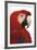 Parrot Profile - Pure-Staffan Widstrand-Framed Giclee Print