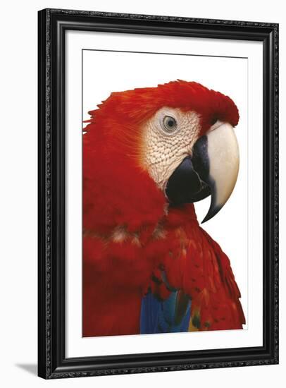 Parrot Profile - Pure-Staffan Widstrand-Framed Giclee Print