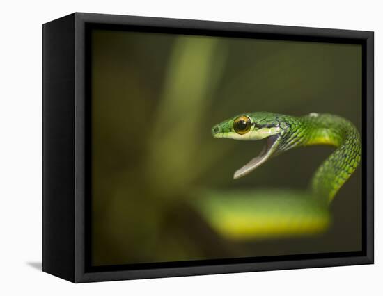 Parrot snake in aggressive pose with mouth open, Costa Rica-Paul Hobson-Framed Premier Image Canvas