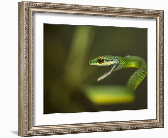 Parrot snake in aggressive pose with mouth open, Costa Rica-Paul Hobson-Framed Photographic Print