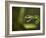 Parrot snake in aggressive pose with mouth open, Costa Rica-Paul Hobson-Framed Photographic Print