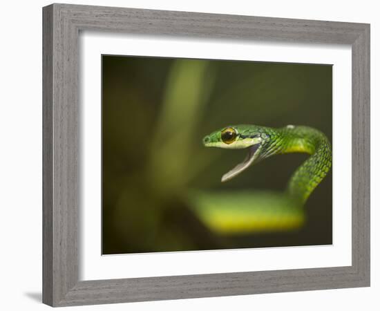 Parrot snake in aggressive pose with mouth open, Costa Rica-Paul Hobson-Framed Photographic Print