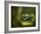 Parrot snake in aggressive pose with mouth open, Costa Rica-Paul Hobson-Framed Photographic Print