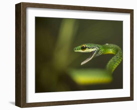 Parrot snake in aggressive pose with mouth open, Costa Rica-Paul Hobson-Framed Photographic Print