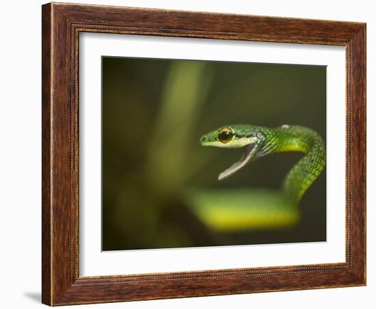 Parrot snake in aggressive pose with mouth open, Costa Rica-Paul Hobson-Framed Photographic Print