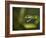 Parrot snake in aggressive pose with mouth open, Costa Rica-Paul Hobson-Framed Photographic Print