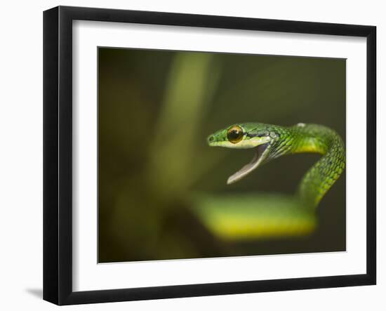 Parrot snake in aggressive pose with mouth open, Costa Rica-Paul Hobson-Framed Photographic Print