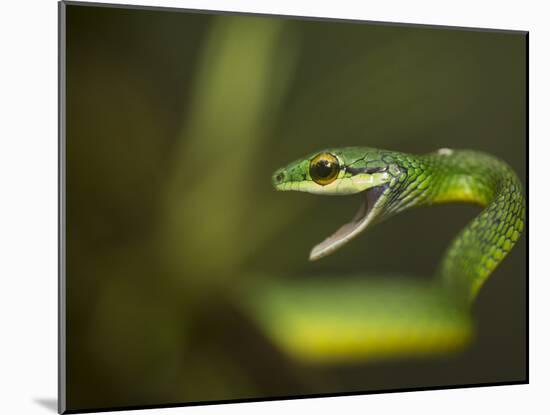 Parrot snake in aggressive pose with mouth open, Costa Rica-Paul Hobson-Mounted Photographic Print