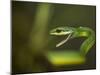 Parrot snake in aggressive pose with mouth open, Costa Rica-Paul Hobson-Mounted Photographic Print