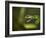 Parrot snake in aggressive pose with mouth open, Costa Rica-Paul Hobson-Framed Photographic Print