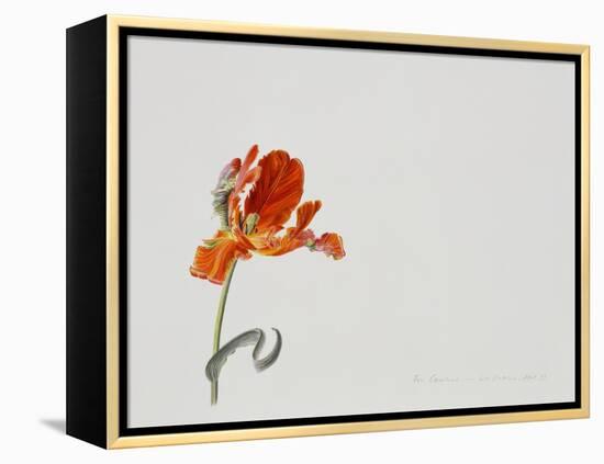 Parrot Tulip, 1999-Rebecca John-Framed Premier Image Canvas