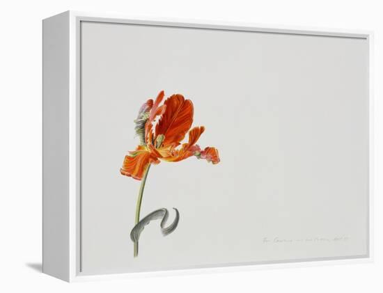 Parrot Tulip, 1999-Rebecca John-Framed Premier Image Canvas