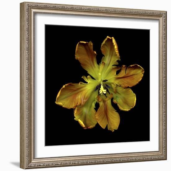 Parrot Tulip 1-Magda Indigo-Framed Photographic Print