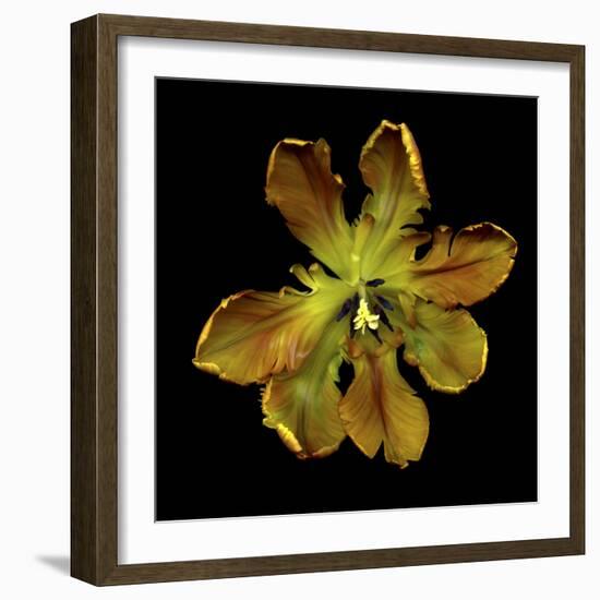 Parrot Tulip 1-Magda Indigo-Framed Photographic Print