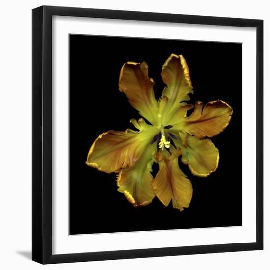 Parrot Tulip 1-Magda Indigo-Framed Photographic Print