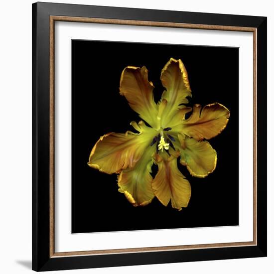 Parrot Tulip 1-Magda Indigo-Framed Photographic Print