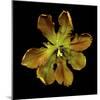 Parrot Tulip 1-Magda Indigo-Mounted Photographic Print