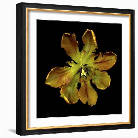 Parrot Tulip 1-Magda Indigo-Framed Photographic Print