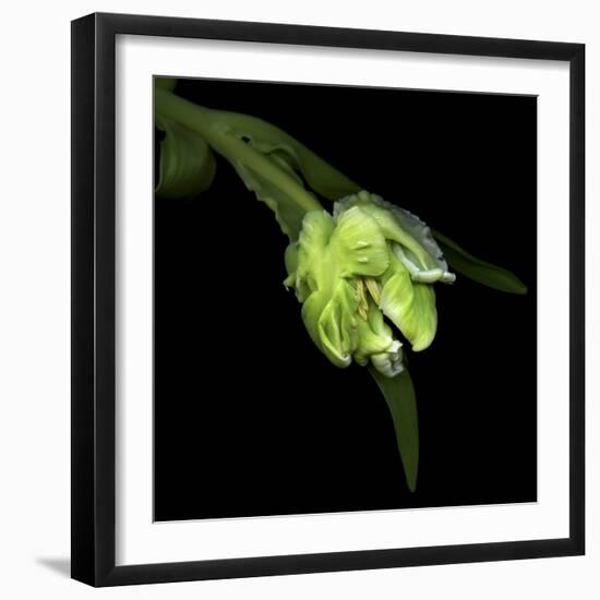 Parrot Tulip 2-Magda Indigo-Framed Photographic Print