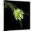 Parrot Tulip 2-Magda Indigo-Mounted Photographic Print