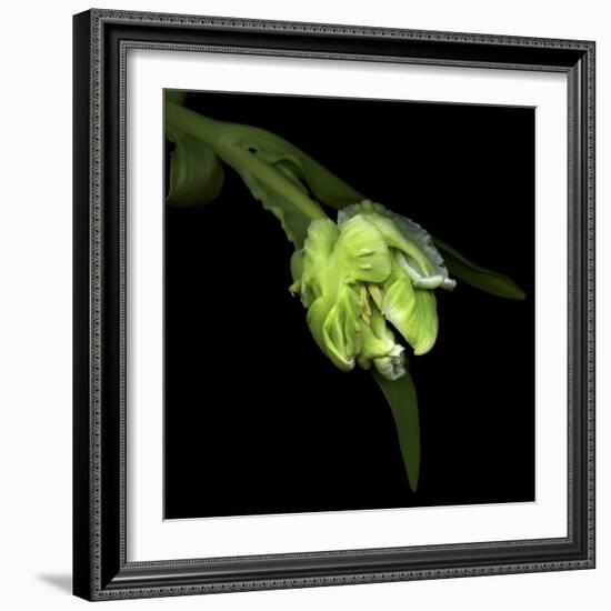 Parrot Tulip 2-Magda Indigo-Framed Photographic Print