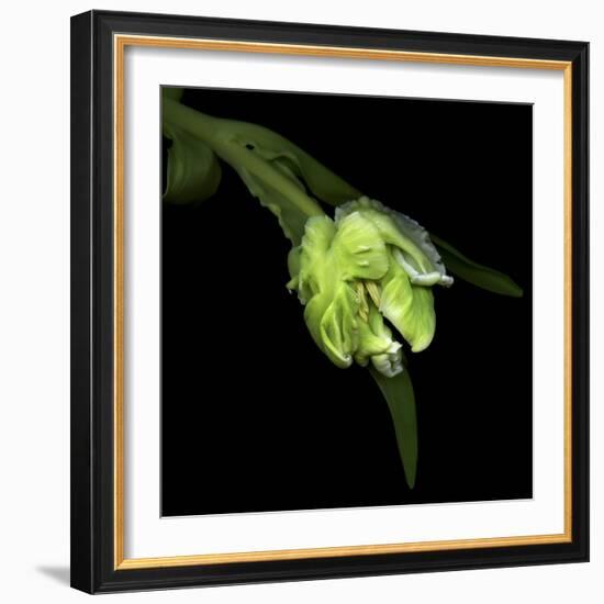 Parrot Tulip 2-Magda Indigo-Framed Photographic Print