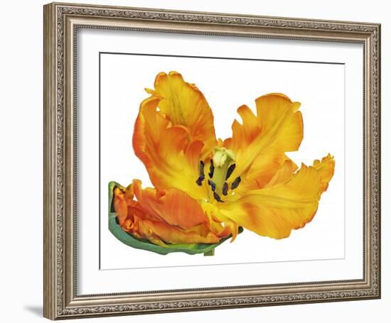 Parrot tulip close-up-Frank Krahmer-Framed Giclee Print