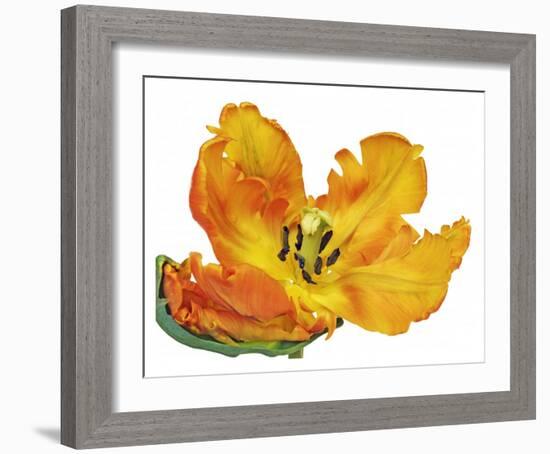 Parrot tulip close-up-Frank Krahmer-Framed Giclee Print