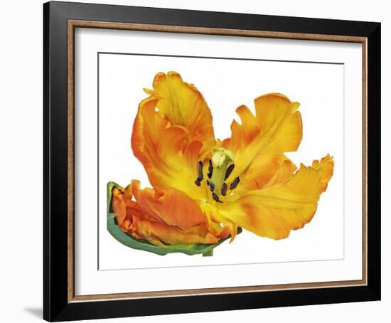 Parrot tulip close-up-Frank Krahmer-Framed Giclee Print