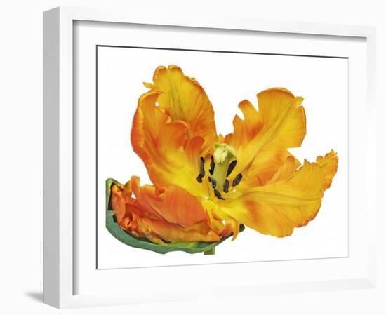 Parrot tulip close-up-Frank Krahmer-Framed Giclee Print