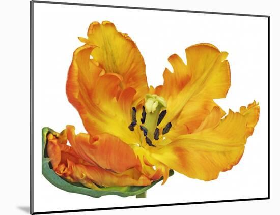 Parrot tulip close-up-Frank Krahmer-Mounted Giclee Print
