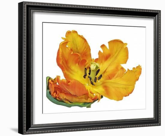 Parrot tulip close-up-Frank Krahmer-Framed Giclee Print