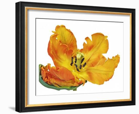 Parrot tulip close-up-Frank Krahmer-Framed Giclee Print