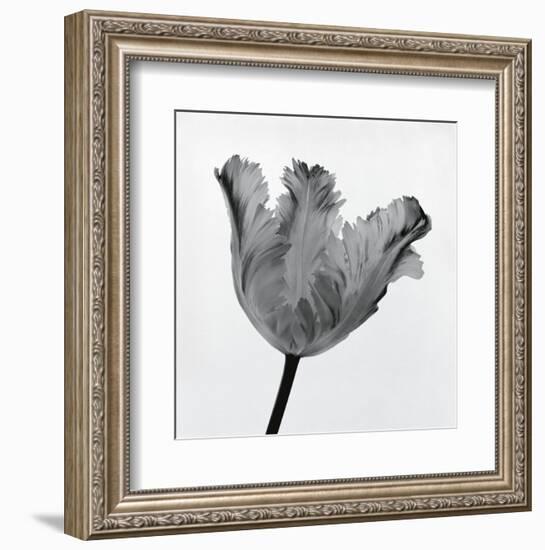 Parrot Tulip I-Tom Artin-Framed Art Print