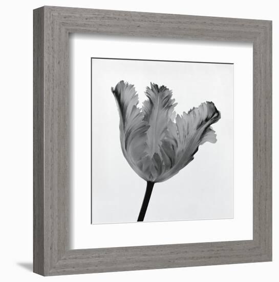 Parrot Tulip I-Tom Artin-Framed Art Print