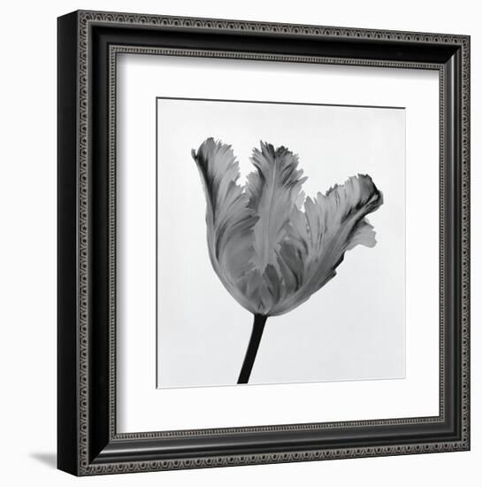 Parrot Tulip I-Tom Artin-Framed Art Print