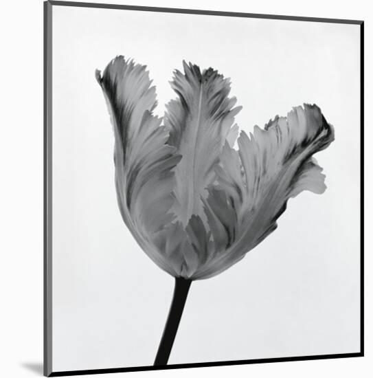 Parrot Tulip I-Tom Artin-Mounted Art Print