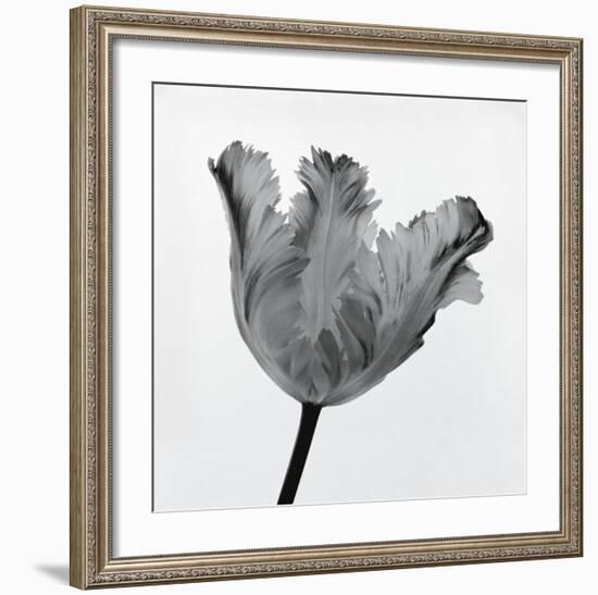 Parrot Tulip I-Tom Artin-Framed Art Print