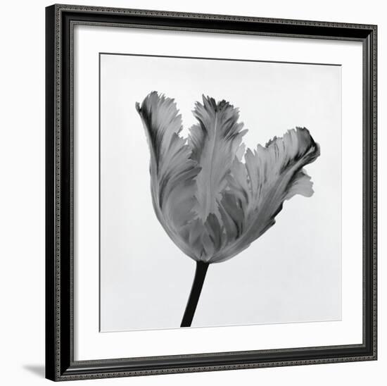 Parrot Tulip I-Tom Artin-Framed Art Print