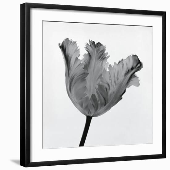 Parrot Tulip I-Tom Artin-Framed Art Print