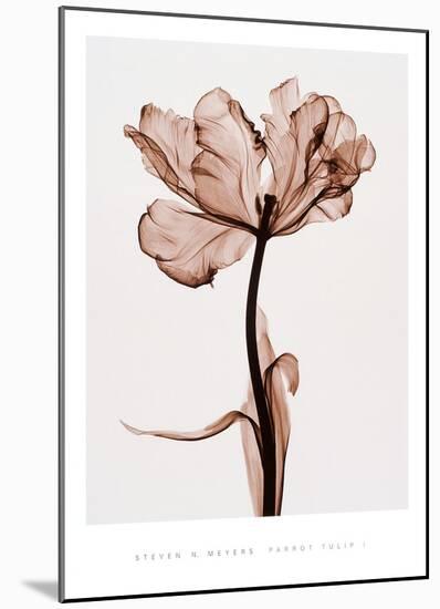 Parrot Tulip I-Steven N^ Meyers-Mounted Art Print