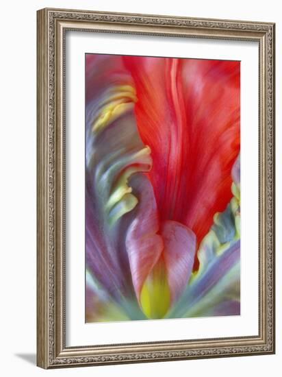 Parrot Tulip I-Kathy Mahan-Framed Photographic Print