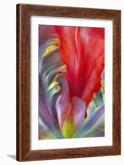 Parrot Tulip I-Kathy Mahan-Framed Photographic Print