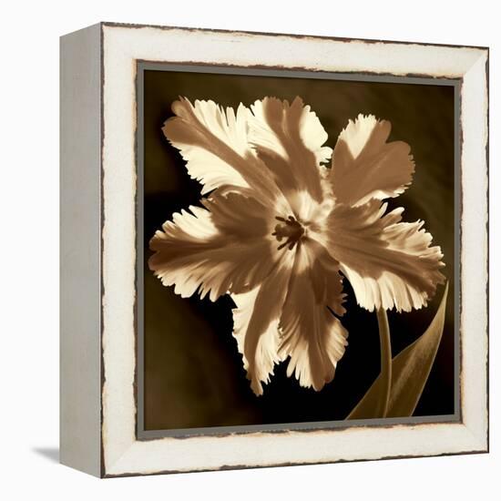 Parrot Tulip I-Caroline Kelly-Framed Stretched Canvas