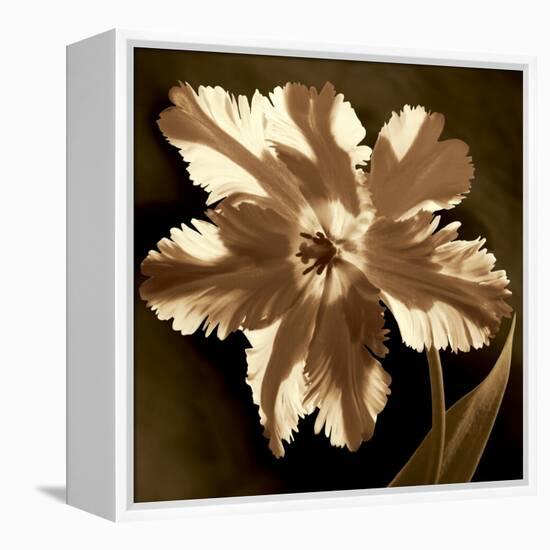 Parrot Tulip I-Caroline Kelly-Framed Stretched Canvas