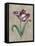 Parrot Tulip I-Jill Deveraux-Framed Stretched Canvas