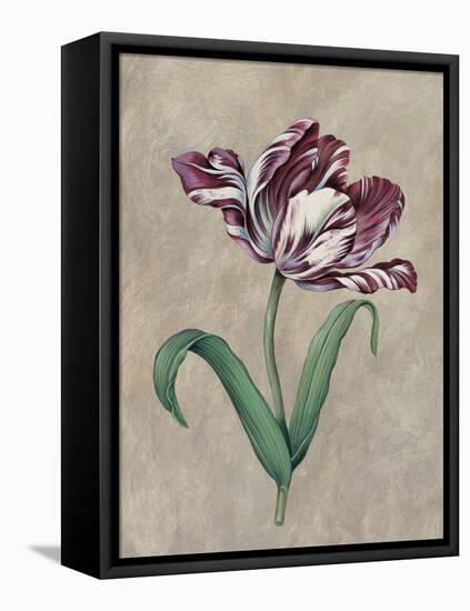 Parrot Tulip I-Jill Deveraux-Framed Stretched Canvas