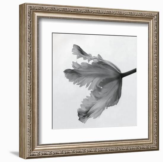 Parrot Tulip II-Tom Artin-Framed Art Print