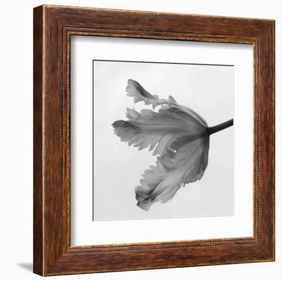 Parrot Tulip II-Tom Artin-Framed Art Print