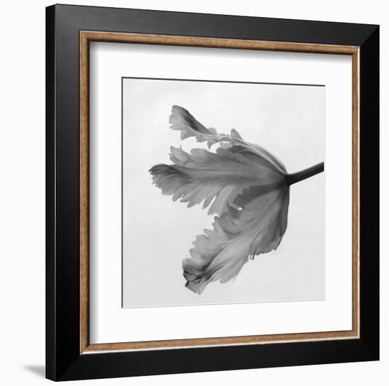 Parrot Tulip II-Tom Artin-Framed Art Print